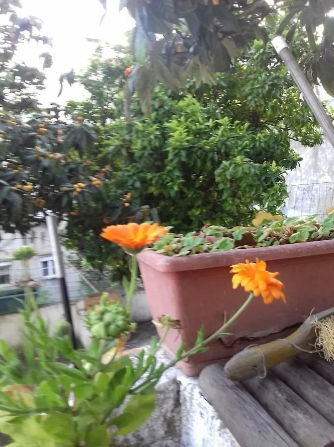 The Country In The Town Daire Lisboa